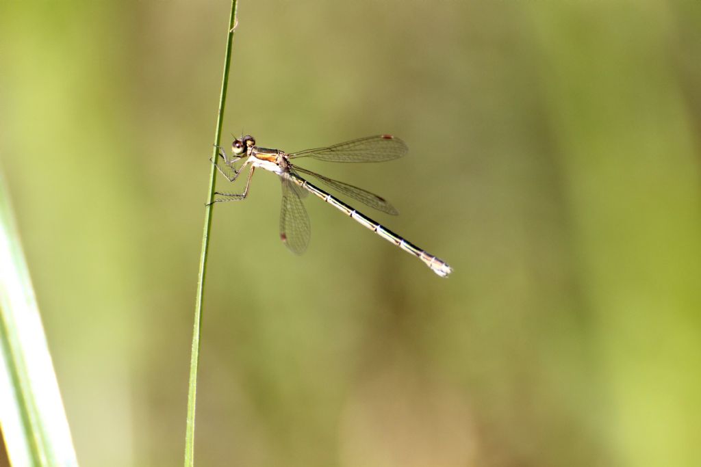 Lestes virens vestalis?  No, Chalcolestes viridis